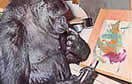 Koko the gorilla paints a picture